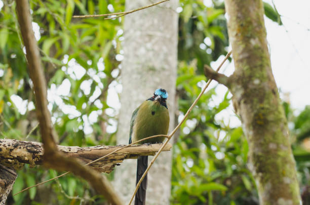 istock Momotus momota bird perched in a tree. 952110770