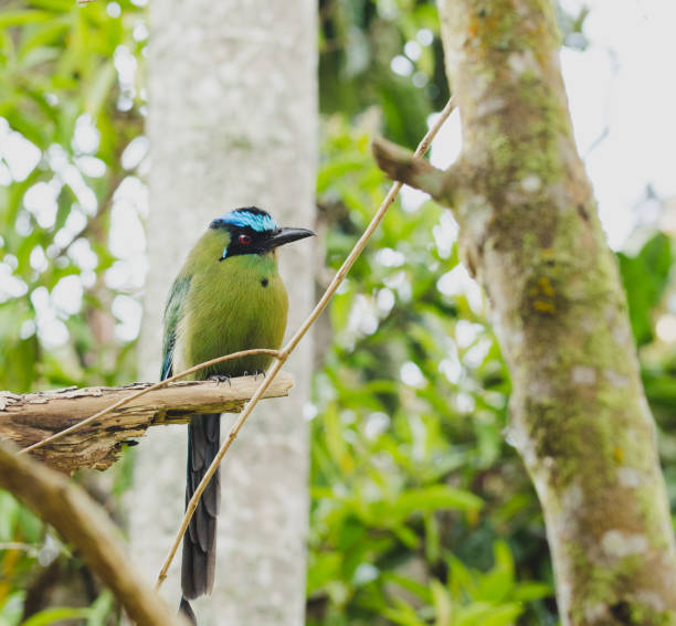 istock Momotus momota bird perched in a tree. 952110772