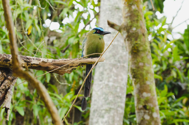 istock Momotus momota bird perched in a tree. 952110794