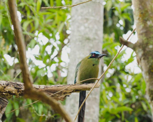 Momotus momota bird perched in a tree.