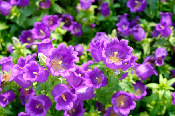 istock Purple canterbury bells flowers 952110988