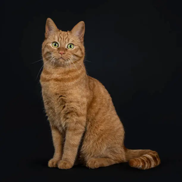 Red European shorthair / street cat on black background