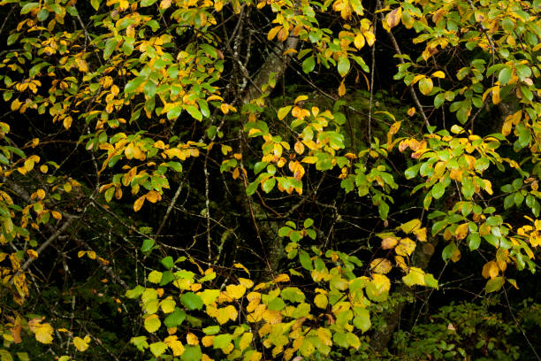 Cascara Tree Fall 150+ Cascaras Stock Photos, Pictures & Royalty-Free Images - iStock