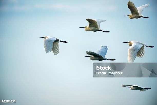 Follow The Leader Stock Photo - Download Image Now - Leadership, Concepts, Morality