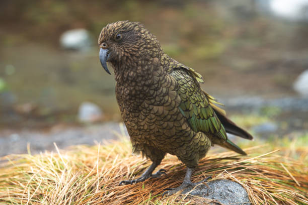 istock Kea posing in Milford Sound 952114554