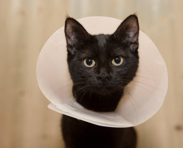 black cat with anti scratch shroud black cat with anti scratch shroud looks into camera neck ruff stock pictures, royalty-free photos & images