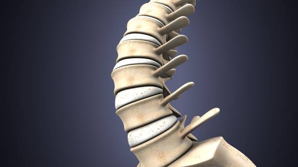 istock 3d illustration of human body spinal bone anatomy 952115608