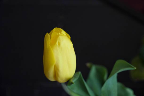 istock Beautiful yellow tulip 952117636