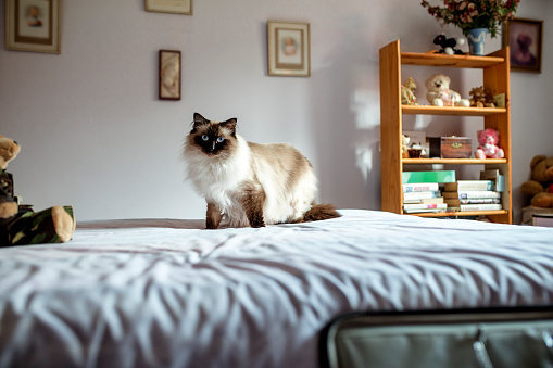 Himalayan house cat standing on a bed in an old ladies bedroom.
