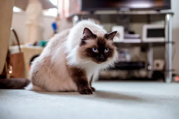 Photo of Himalayan House Cat in the Living Room