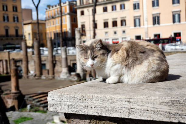 largo di torre argentina - domestic cat city life animal pets fotografías e imágenes de stock