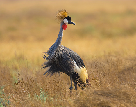 The Grey Crowned Crane is the National Bird of Uganda and is classified as endangered.