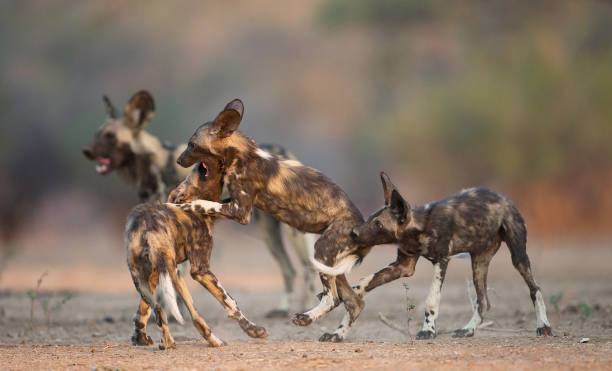African wild dog (Lycaon pictus) puppies play fighting, Mana Pools National Park, Zimbabwe. also known as African hunting dog, African painted dog, painted hunting dog, or painted wolf. Classified as endangered by the IUCN. wild dog stock pictures, royalty-free photos & images