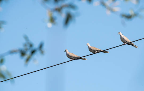 istock Collared dove, Streptopelia decaocto 952119568