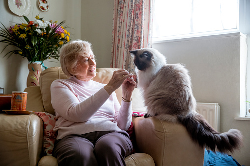 Senior woman sitting in her armchair with her pet cat. She is enjoying the company