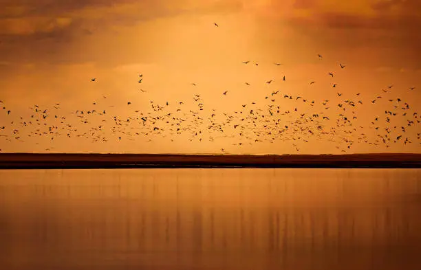 Birds taking flight at sunset from beach