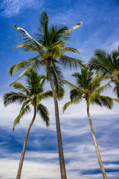 istock Palm Trees Of Sri Lanka 952121948