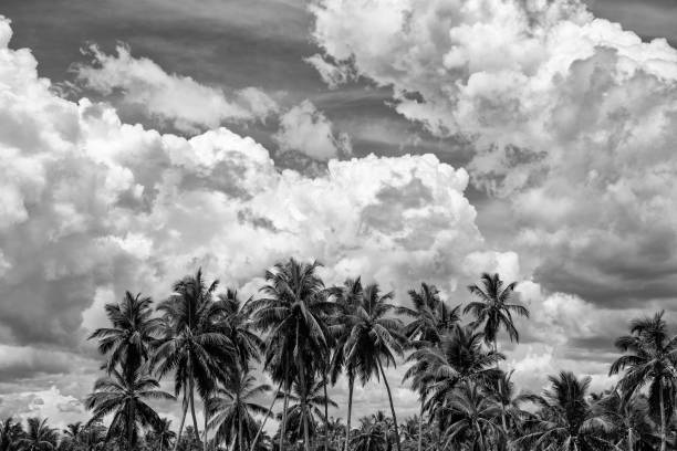 istock Clouds And Palm Trees Of Sri Lanka 952122022