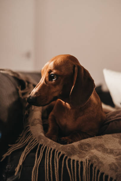 istock One year old smooth brown dachshund dog sitting on the cushions and a throw on a sofa inside the apartment, looking to the side. 952126702