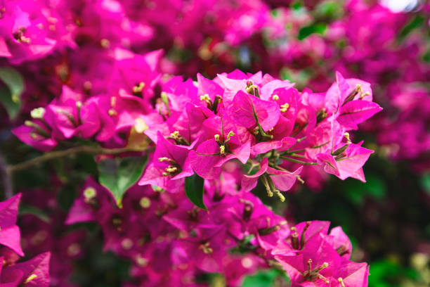 istock Spring flowers in Israel. Close up shot. 952131902