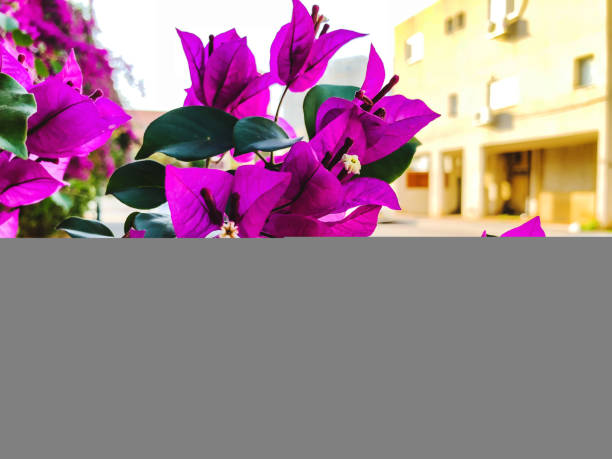 istock Spring flowers in Israel. Close up shot. 952132502