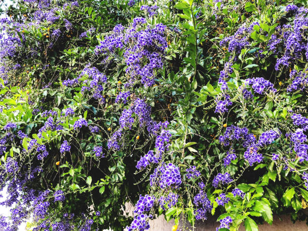 istock Spring flowers in Israel. Close up shot. 952132602