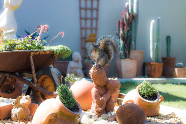 Squirrel playing in the garden in Hout Bay, Cape Town. Squirrel in a garden in Hout Bay, Cape Town. squirrels in flower pots stock pictures, royalty-free photos & images