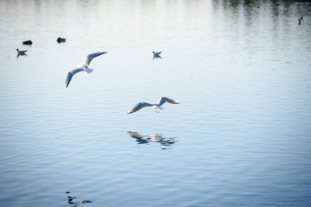 istock seagulls flying over the water 952135308