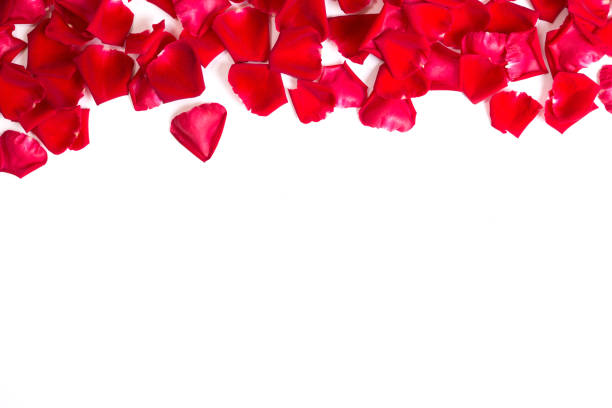 istock Red rose petals on white background.Valentines day background. 952138846