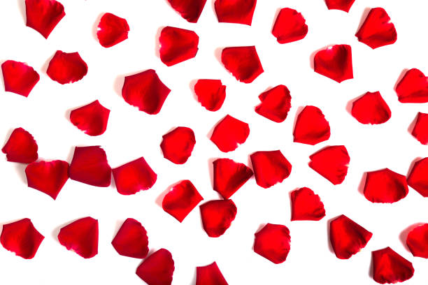 istock Red rose petals on white background.Valentines day background. 952141830
