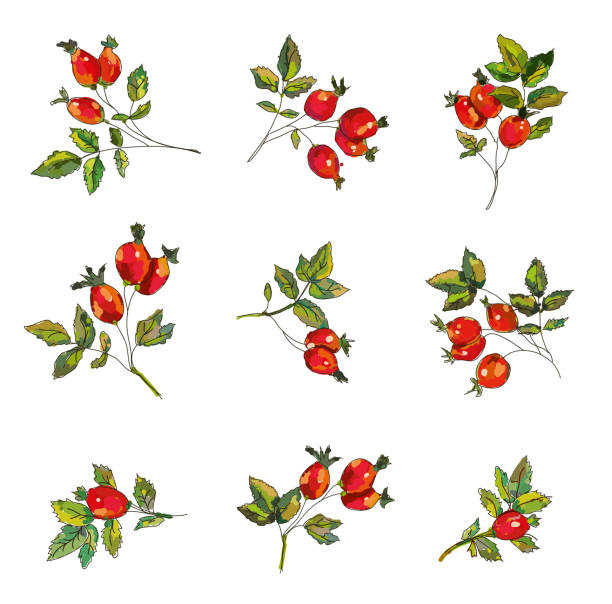 Rosehip set  with berries and leaves illustration Rosehip set  with berries and leaves.Handrawn sketchy design, vector graphic illustration rose hip stock illustrations