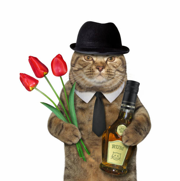 istock Cat gentleman with rum and tulips 952177926
