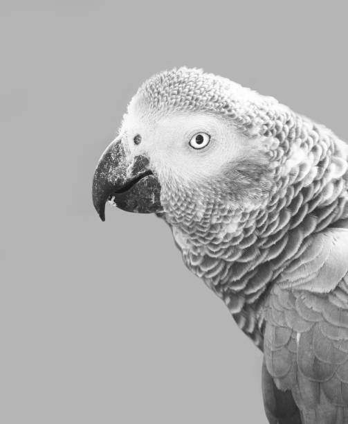 istock Portrait of an African Grey Parrot 952187946