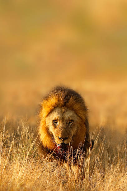 Animal Lion Africa nature wildlife savanna safari predator cat landscape stock photo