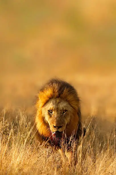 Photo of Animal Lion Africa nature wildlife savanna safari predator cat landscape