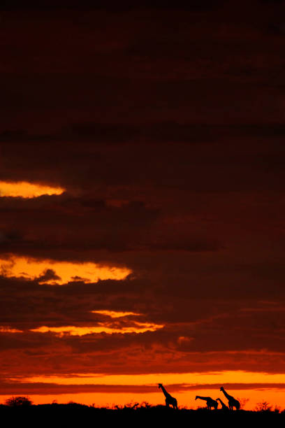 動物キリン シルエット アフリカ夕焼け空雲夜木自然 - masai mara national reserve sunset africa horizon over land ストックフォトと画像