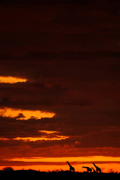 звери жираф силуэты африканских закат небо облака ночные деревья природы - masai mara national reserve sunset africa horizon over land стоковые фото и изображения
