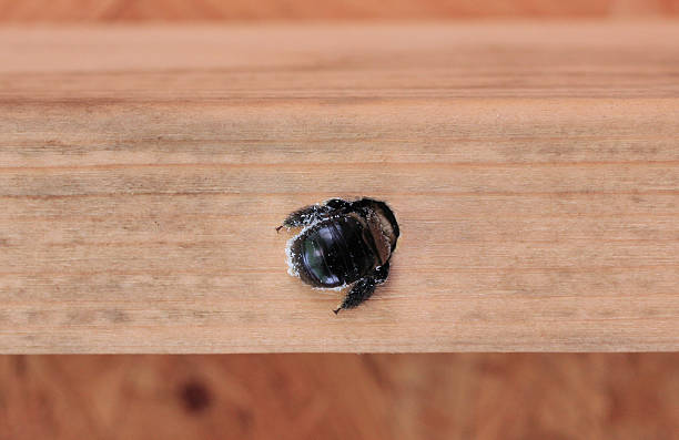 Carpenter Bee Drilling  animal den photos stock pictures, royalty-free photos & images