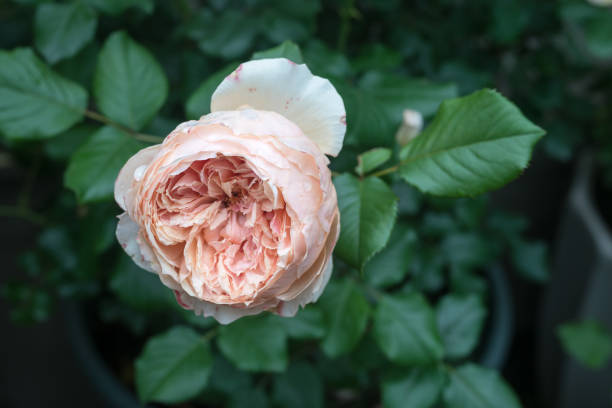 istock The Rosa chinensis Jacq. blooming in spring 952255458