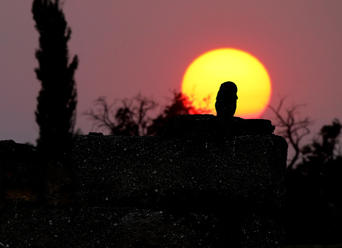 A little owl sits on a ruined stone fence and looks at the rising sun. Silhouette photo