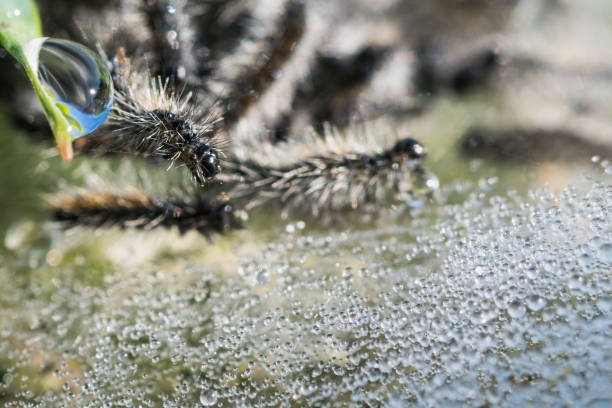 Macro Photography