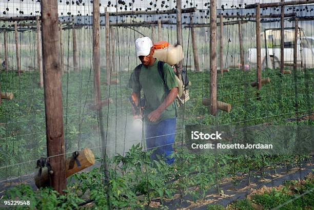 Rozpylanie Roślin Pomidorów - zdjęcia stockowe i więcej obrazów Dorosły - Dorosły, Fotografika, Gospodarstwo