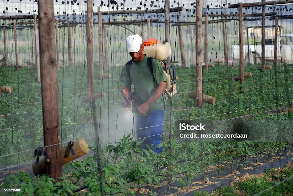 Spraying tomate plantas - Foto de stock de Adulto royalty-free