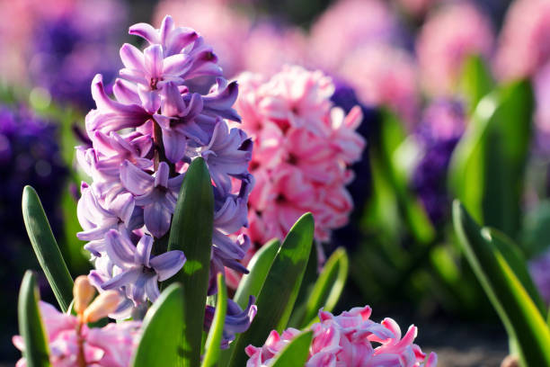 istock Hyacinth flowers on a flowerbed 952296518