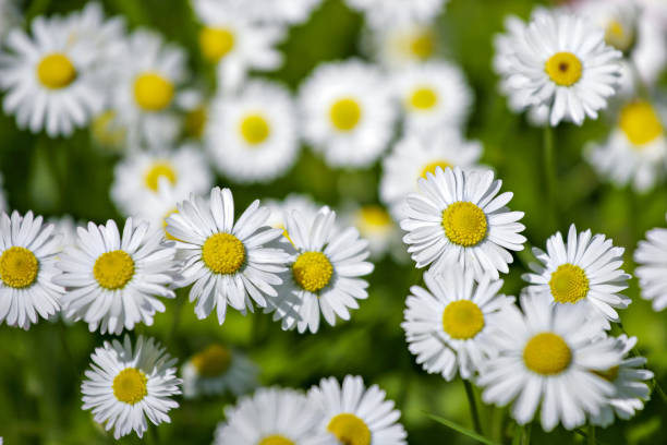 istock Wild chamomiles in a summer field. Flowers. 952302590