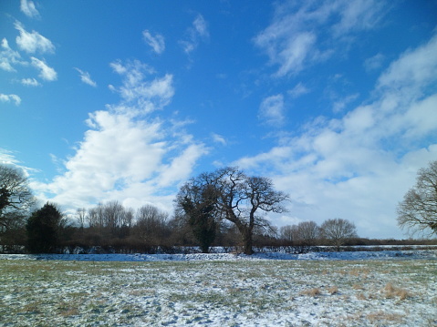 Snow-dusted field and trees