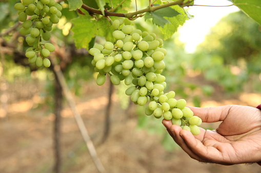 hand of farmer in September check and collects the selected grape bunches in India maharastra nasik for the great harvest. bio concept, organic food, nature and fine wine handmade