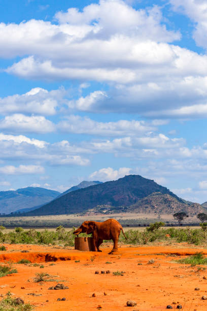 Tsavo East African Red Elephants drinking from waterhole - Painted with the red Mud ...
