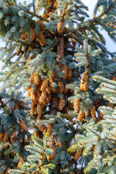 istock Blue spruce tree close-up. Christmas tree. Pine tree or fir tree with cones in Carpathian mountains 952309676
