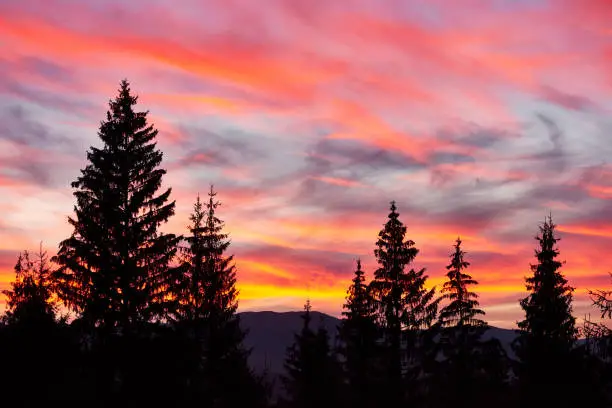 Photo of Majestic sky, pink cloud against the silhouettes of pine trees in the twilight time. Carpathians, Ukraine, Europe. Discover the world of beauty